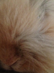 マーシ4 イメージ