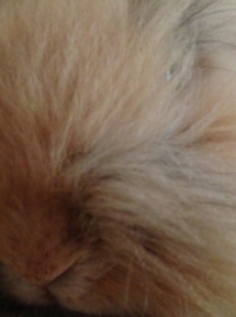 マーシ4 イメージ