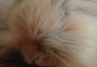 マーシ4 イメージ1