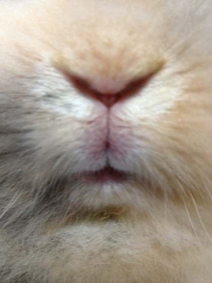 マーシ4 イメージ2