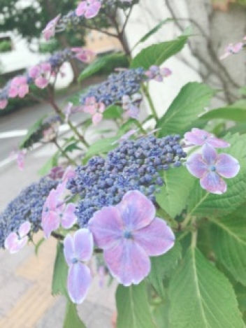 ブログイメージ